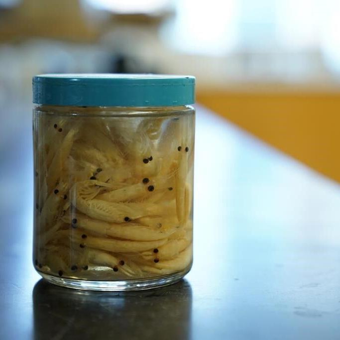 Factory fishing in Antarctica for krill targets the cornerstone of a fragile ecosystem